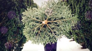 Bio Weihnachtsbäume