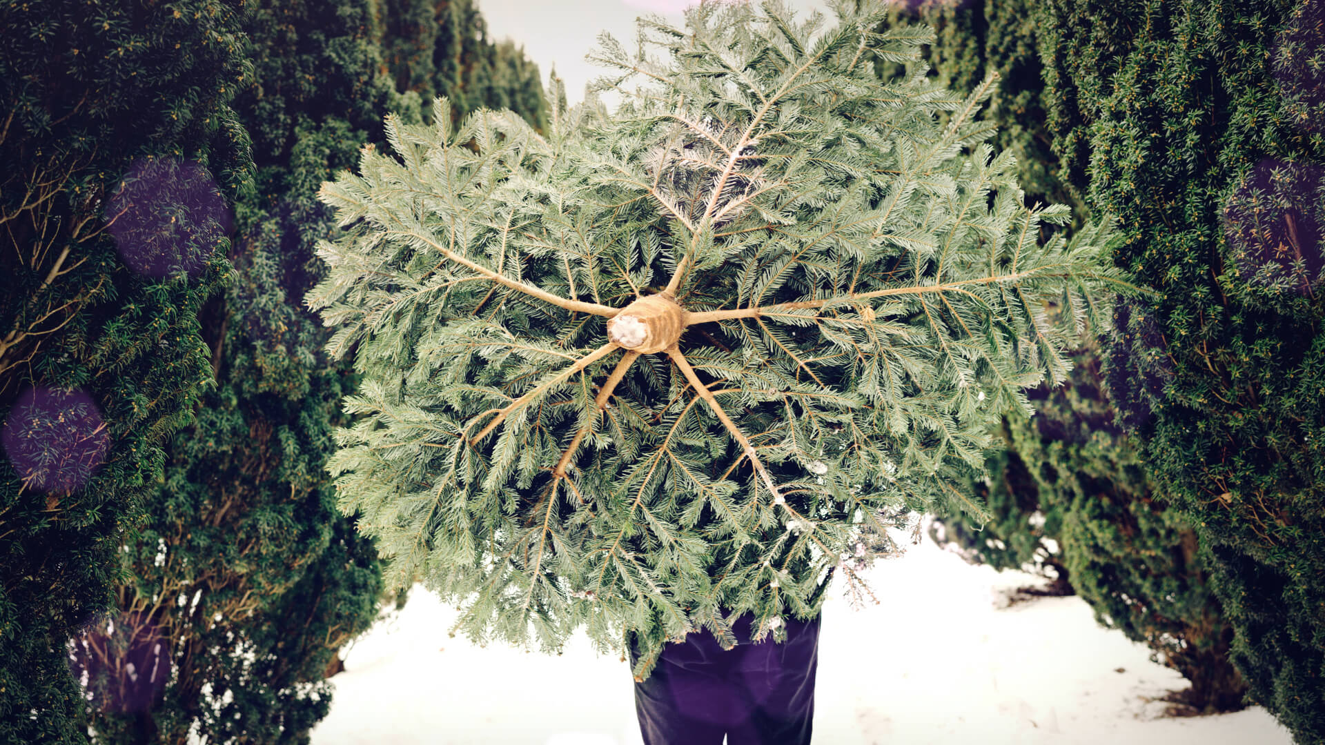 Bio Weihnachtsbäume